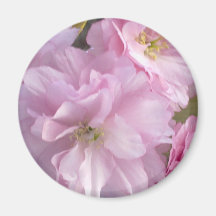 Aimant rose de fleurs de cerisier