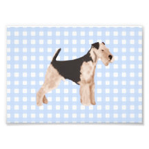Airedale Terrier Blue Gingham Photo Art