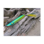 AJS Popper "Water Dragon" Saltwater Fishing Lure Post Cards