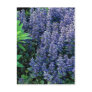 Ajuga reptans - bugleweed postcards