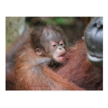 Akmad's New Baby Son at Camp Leakey Post Cards