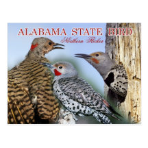 Alabama State Bird - Northern Flicker Post Cards