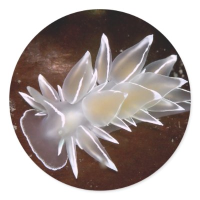 Alabaster Nudibranch - Stickers by naturediver