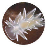 Alabaster Nudibranch - Stickers