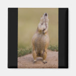 Alarm Fridge Magnet
