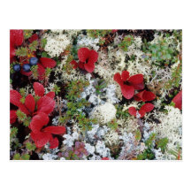 Alaska, Denali National Park, Arctic tundra is Post Cards