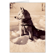 Alaska Iditarod Dog Card