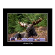 Alaska Moose Post Card