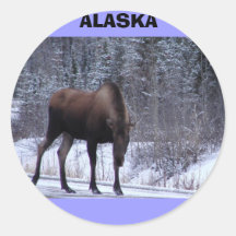 Alaska Moose Round Stickers
