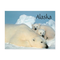 Alaska polar bear with cubs postcard