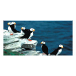 Alaska Puffins Feathered Colourful Birds Photo Greeting Card