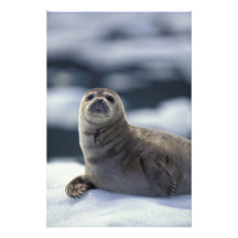 Alaska, southeast region Harbour seal on ice Art Photo