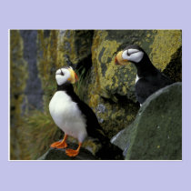 Alaska, St. Paul Island, the Pribilofs, horned postcards