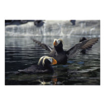 Alaska Tufted puffins