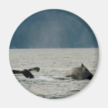 Alaska Whales Fridge Magnet