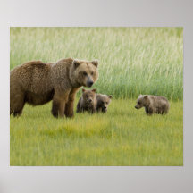 Alaskan Brown Bear Sow and three Cubs, Ursus Posters