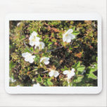 Alaskan Buttercups In Kotz Mouse Mats