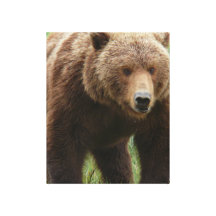 ALASKAN GRIZZLY STRETCHED CANVAS PRINTS