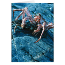 Alaskan King Crab Cards
