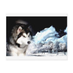 Alaskan Malamute Christmas greeting Postcards