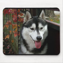 Alaskan Malamute Dog 3 mousepads