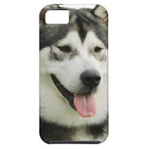 Alaskan Malamute dog iPhone 5 Cases