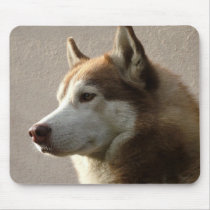 Alaskan Malamute Dog Photograph mousepads