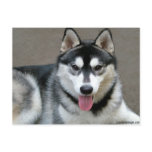 Alaskan Malamute Dogs Postcard