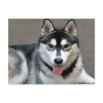 Alaskan Malamute Dogs Postcard