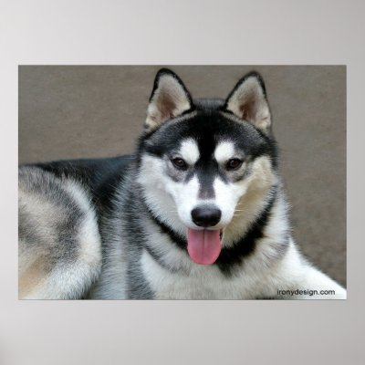Alaskan Malamute Dogs Poster by ironydesignphotos