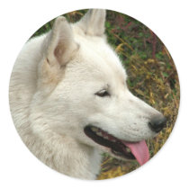 Alaskan Malamute Dogs stickers