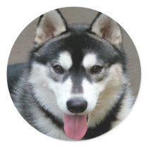 Alaskan Malamute Dogs Stickers