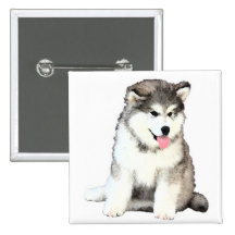 Alaskan Malamute Pinback Buttons