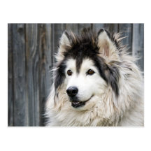 Alaskan Malamute Postcard