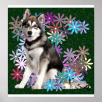 Alaskan Malamute Poster