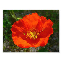 Alaskan Red Poppy Photo Print