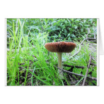 alaskan shroom cards