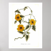 Alata de Thunbergia Poster