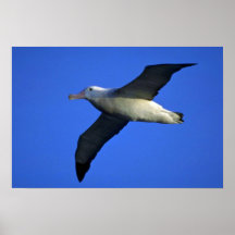 Albatros errant en vol affiches
