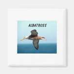 Albatross Flying Fridge Magnets