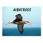 Albatross Flying Postcards