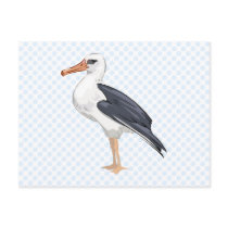 Alberto Albatross Postcard