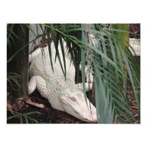 Albino Alligator Photo Art