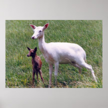 Albino Antelope and Baby Print