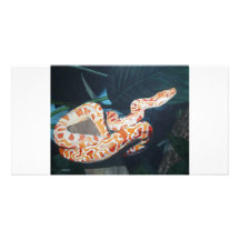 Albino Burmese Python Customized Photo Card