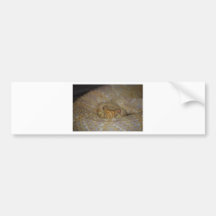 Albino Rattlesnake Bumper Stickers