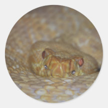 Albino Rattlesnake Round Sticker
