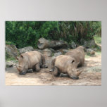 Albino Rhino posters