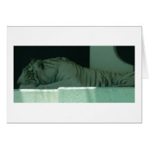 Albino Tiger Greeting Cards
