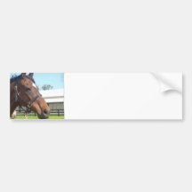 Alert Arab Horse Bumper Sticker